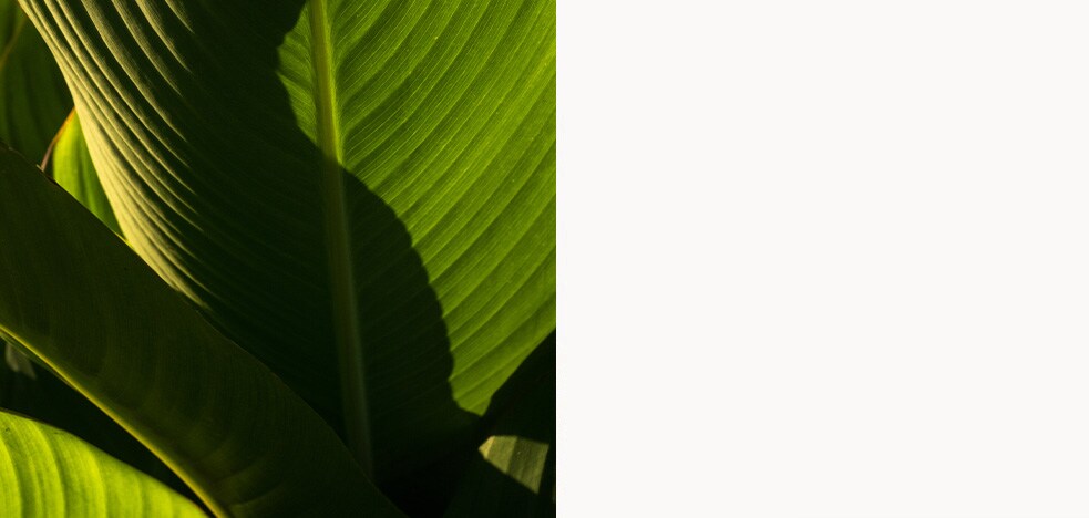 Pre-approved stock imagery of a leaf close-up.